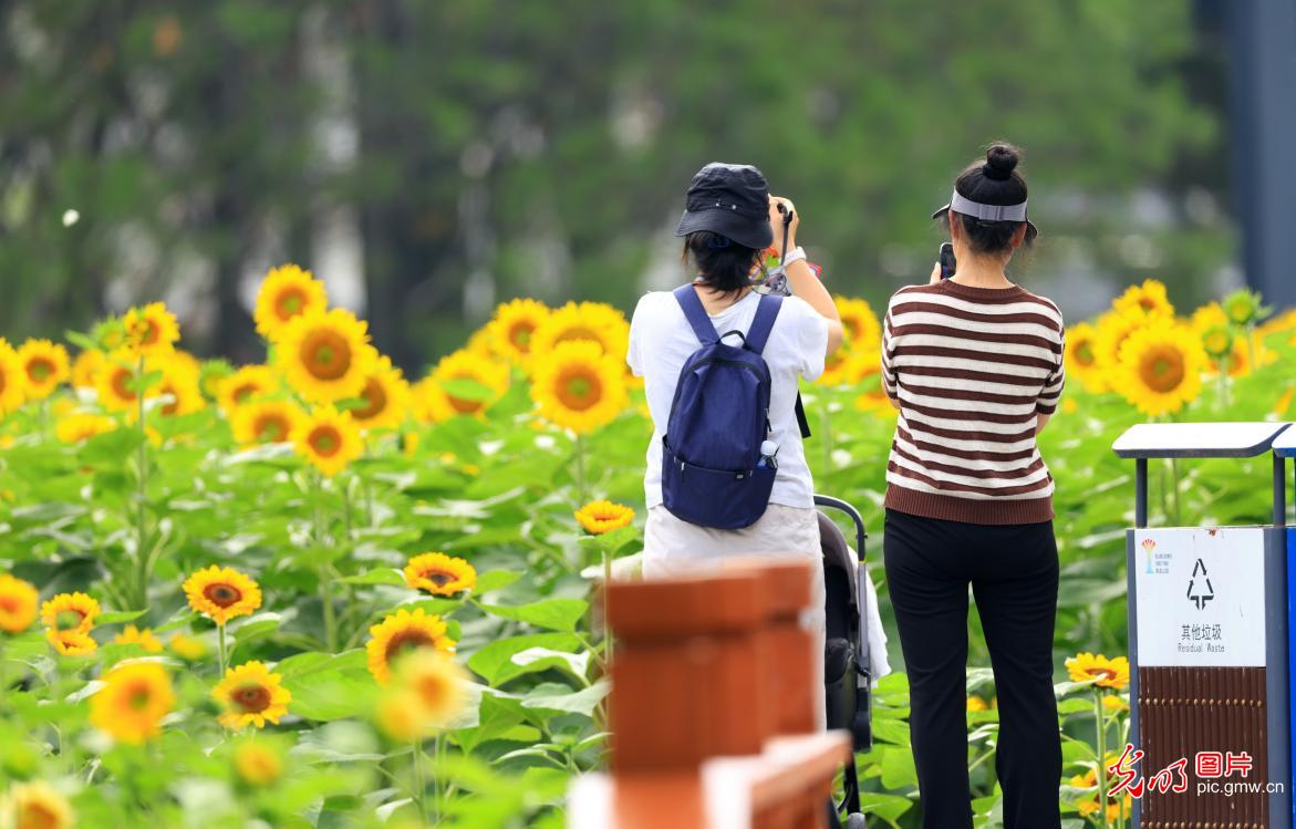 盛夏京城花意浓 休闲赏景享清凉