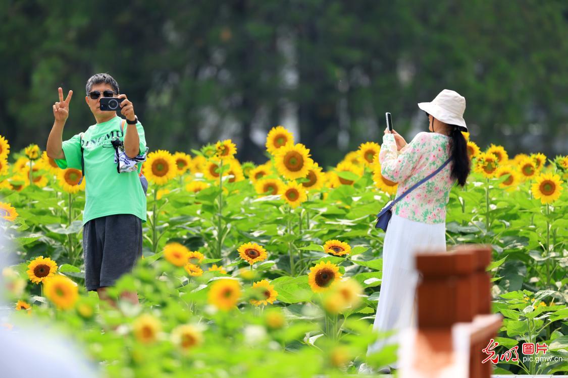 盛夏京城花意浓 休闲赏景享清凉