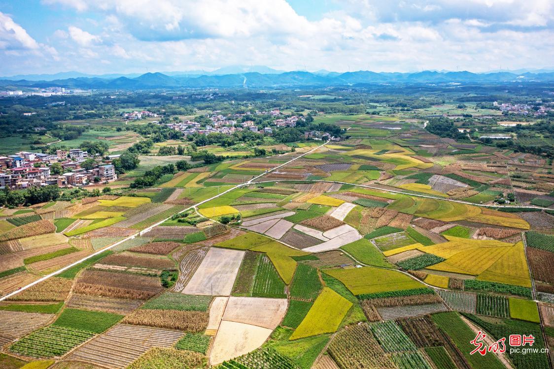 夏日田园 景色如画