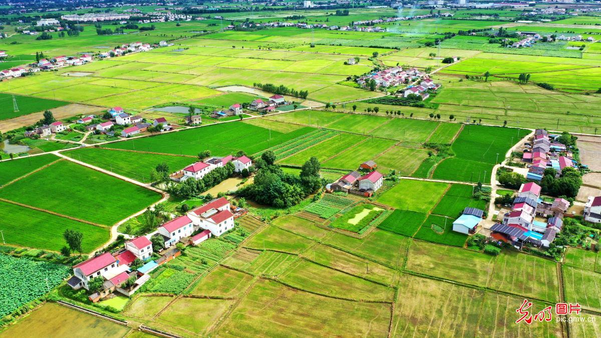 夏日乡村风景秀丽