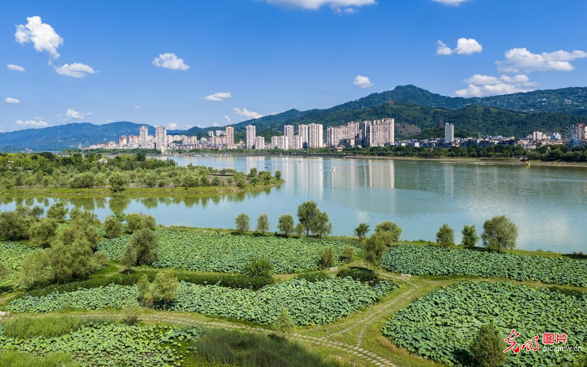 湿地公园草木葱郁