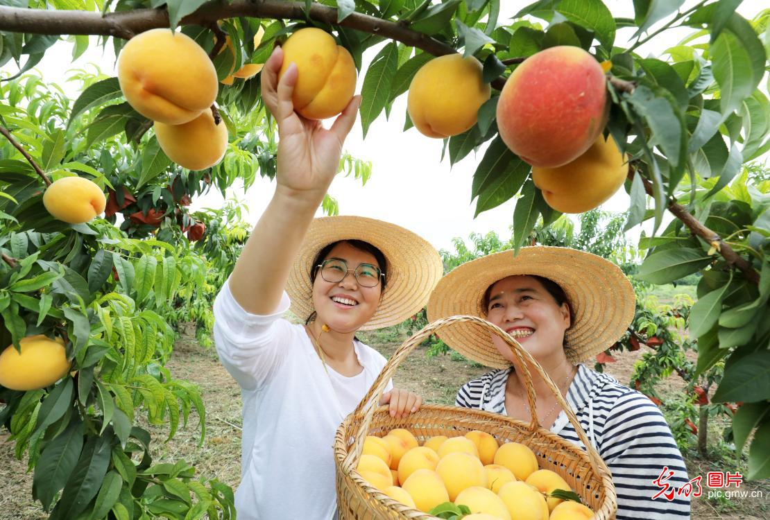 盛夏田园丰收忙 特色产业助振兴 盛夏田园丰收忙 特色产业助振兴