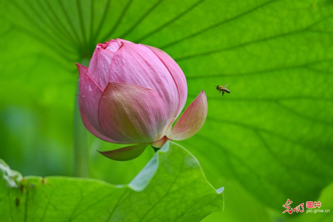 荷塘蜂舞迎小暑