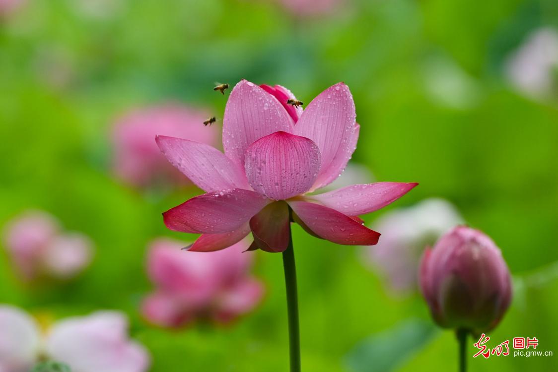 荷塘蜂舞迎小暑