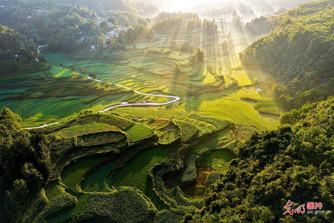 绿野晨晖绘夏景