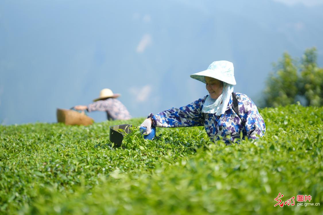 大暑时节农事忙