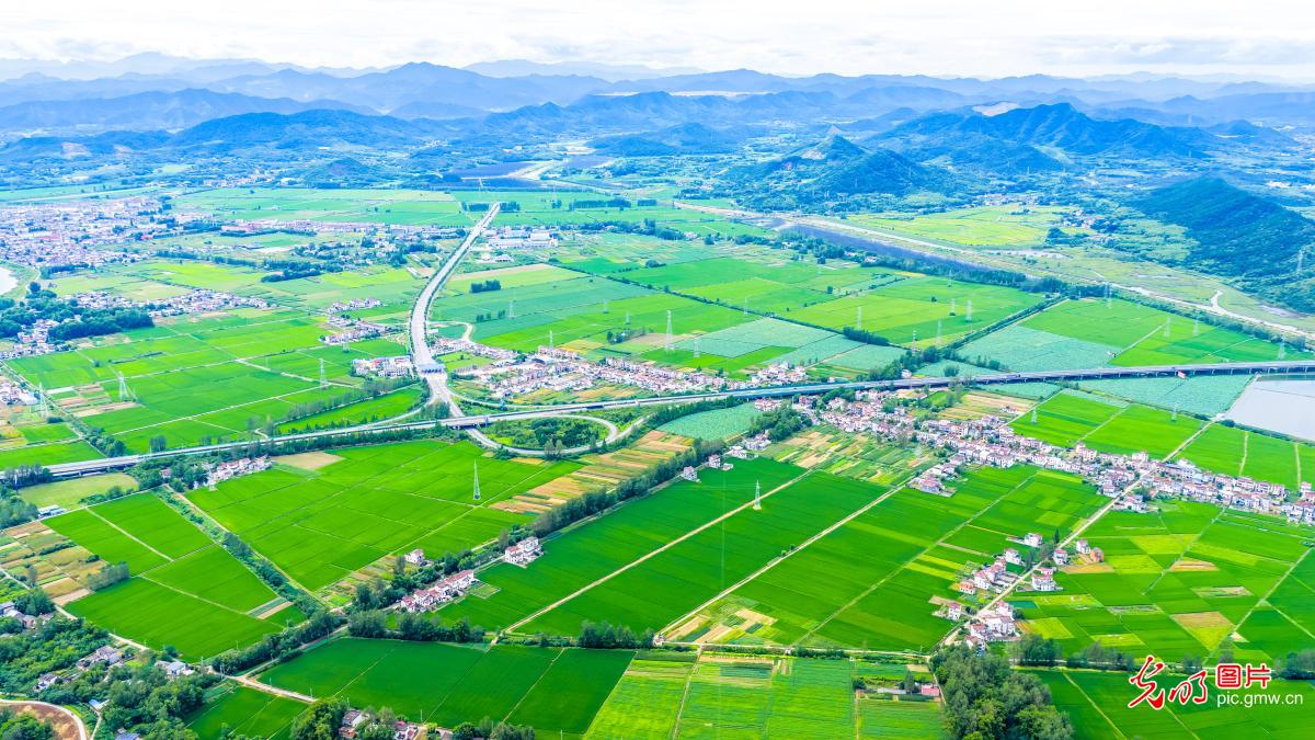 夏日田园
