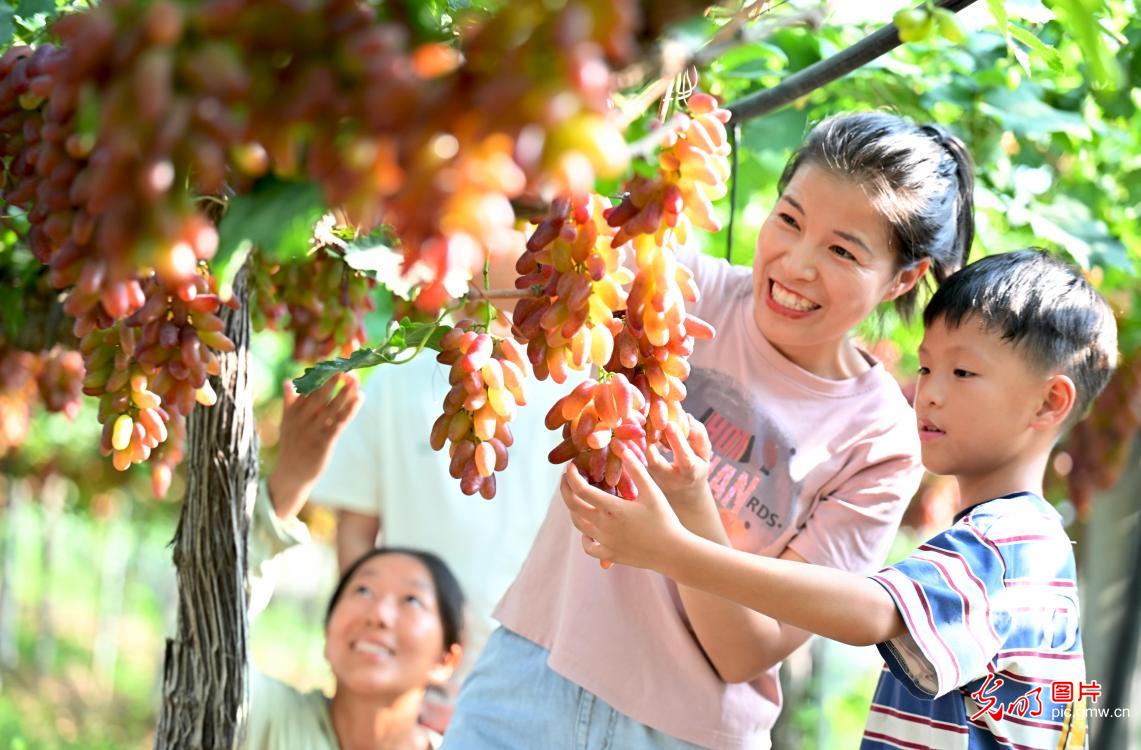 “农旅融合”促增收