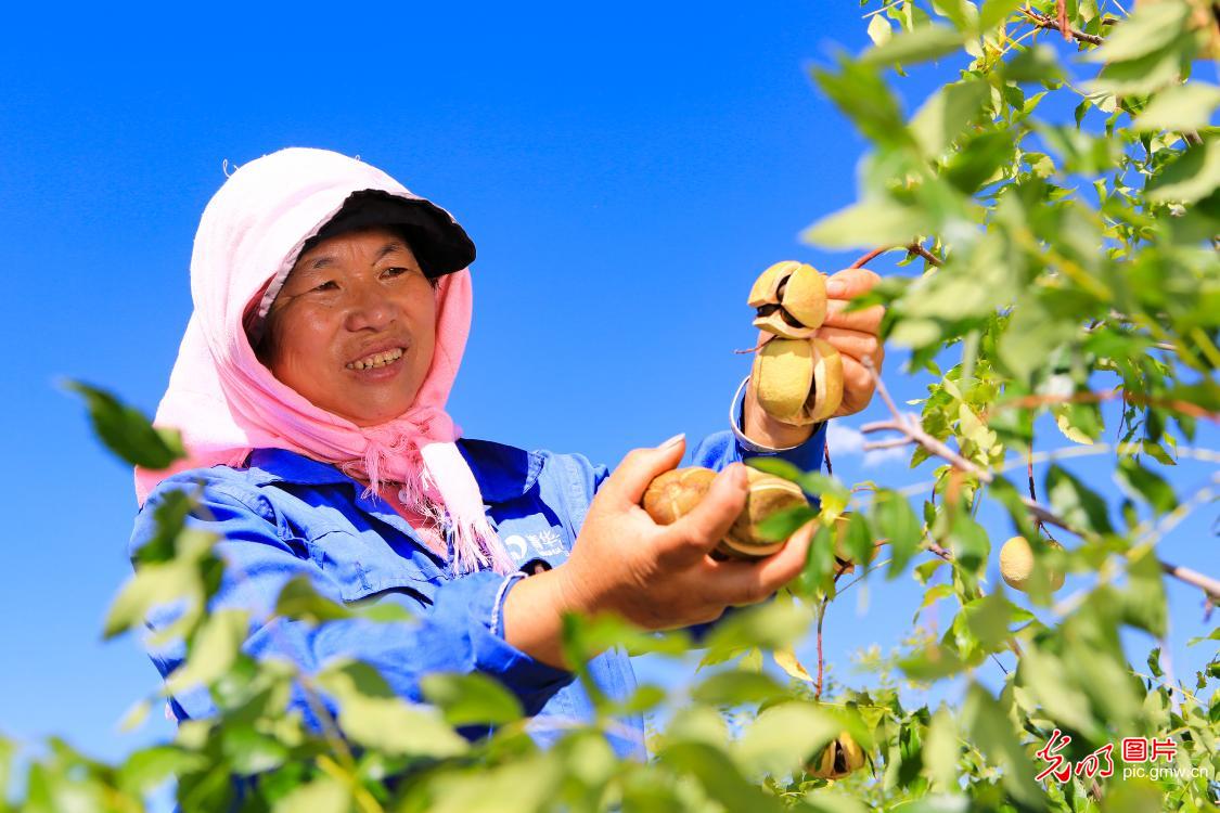 夏收结硕果 果香满田园 夏收结硕果 果香满田园
