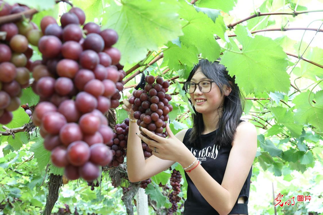 夏收结硕果 果香满田园 夏收结硕果 果香满田园