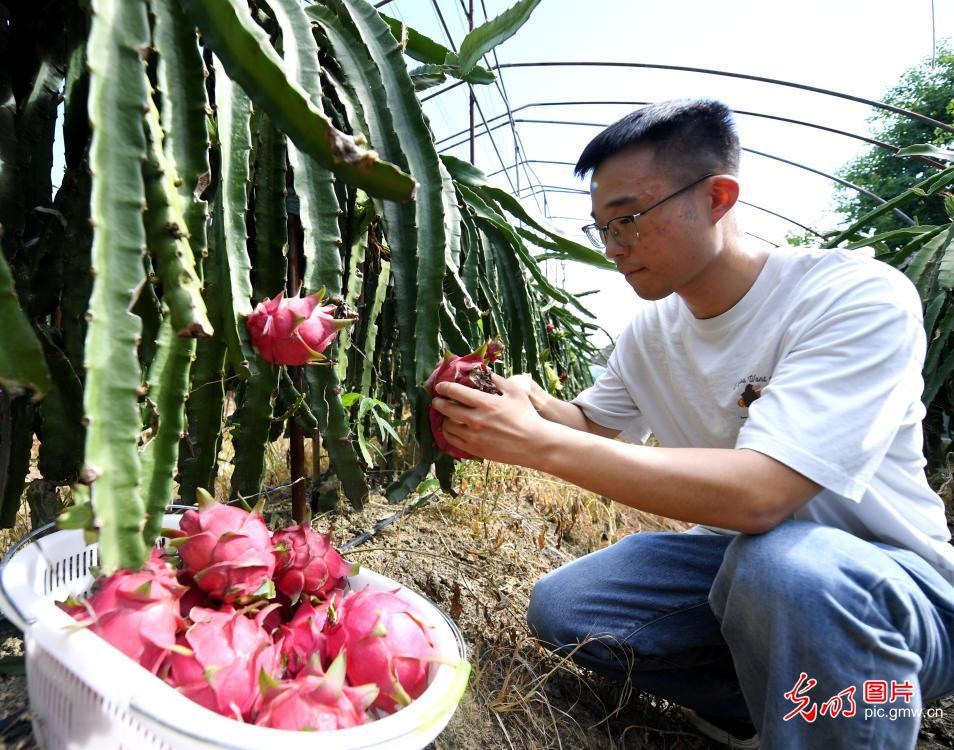 精耕乡土 特色种养的丰收答卷 精耕乡土 特色种养的丰收答卷