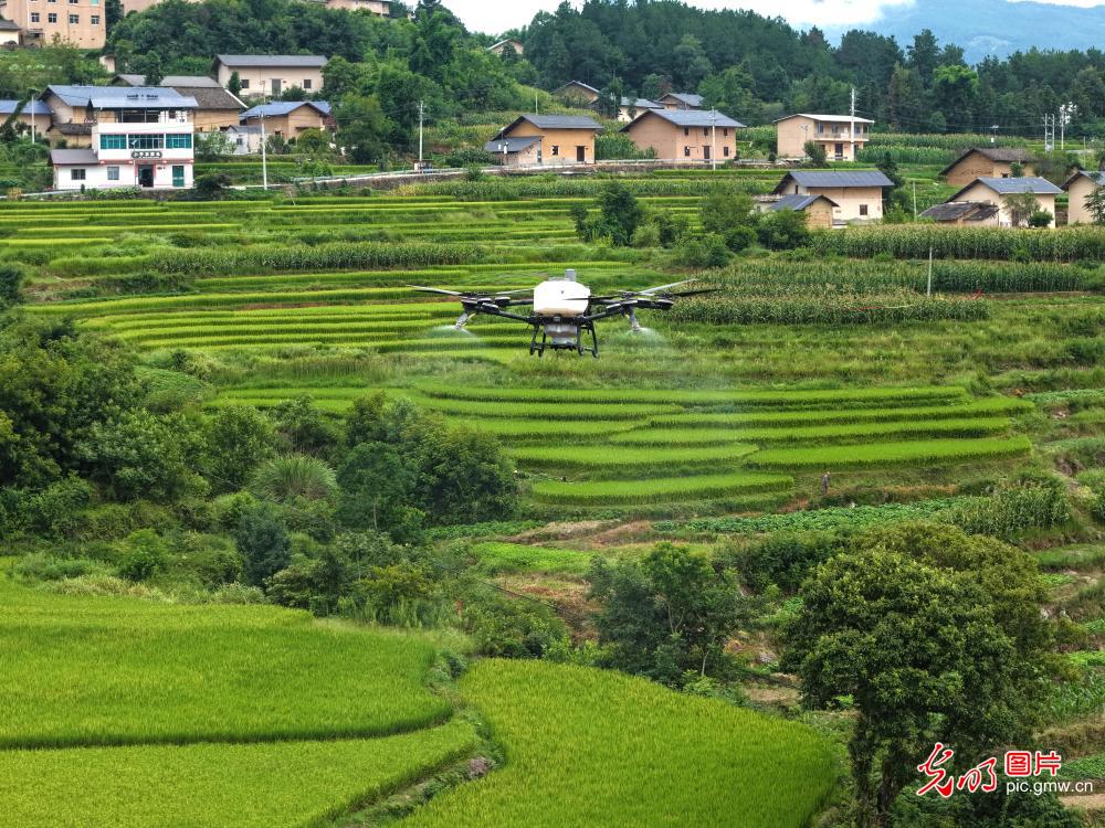智能飞防抢农时 科技赋能夏管促丰收