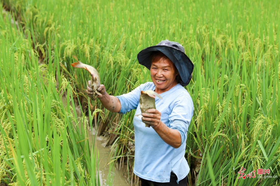 生态种养助增收