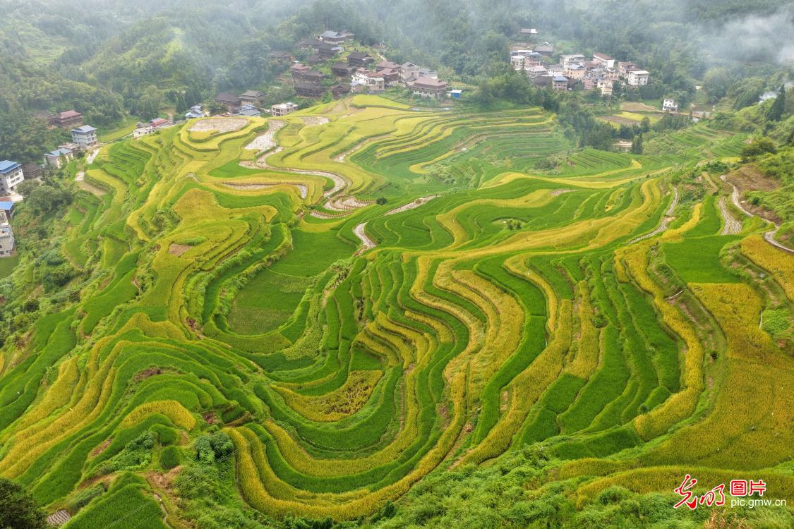 深山秋日丰收美景