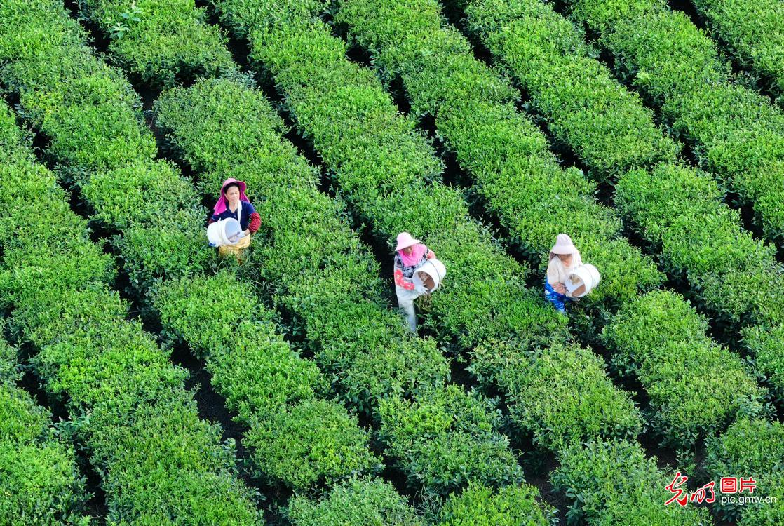 秋茶管护正当时