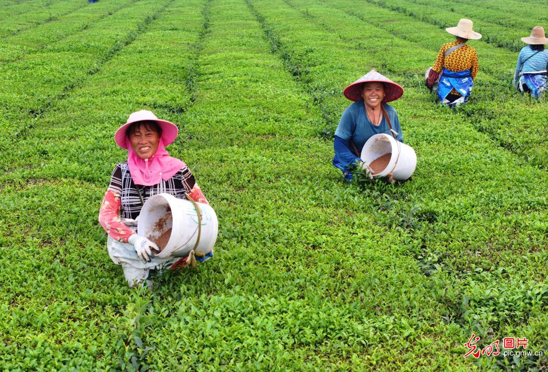 秋茶管护正当时