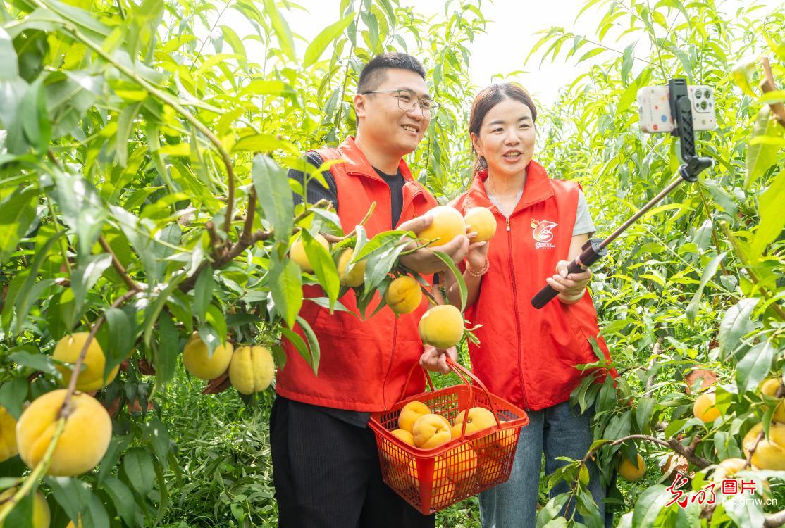 小小直播间 撑起乡村大丰收 小小直播间 撑起乡村大丰收