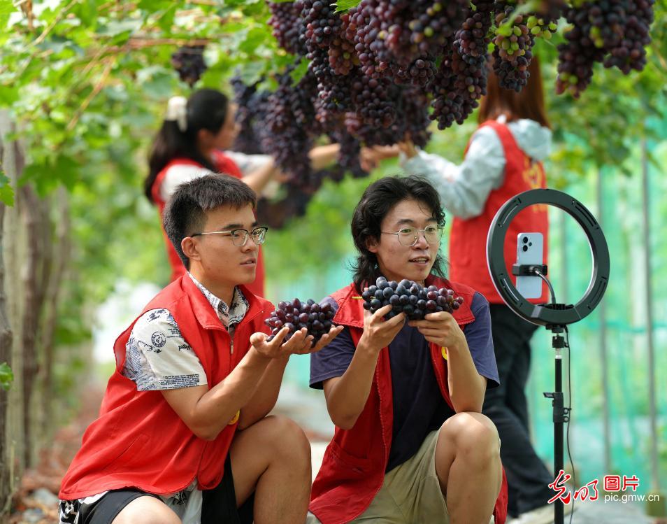 小小直播间 撑起乡村大丰收 小小直播间 撑起乡村大丰收