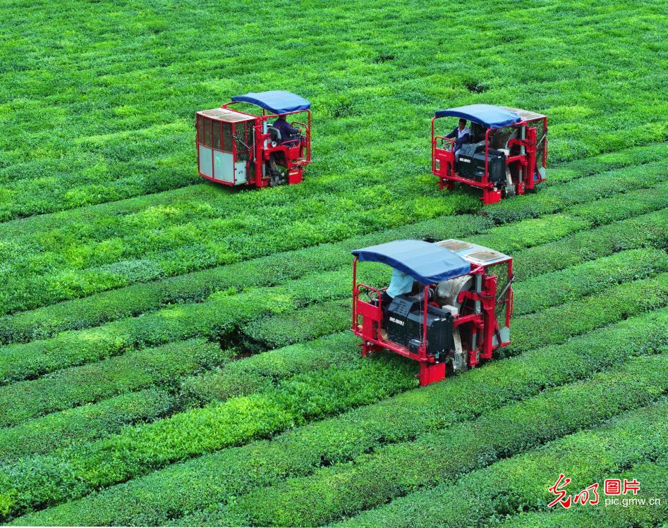机械化赋能秋茶采收