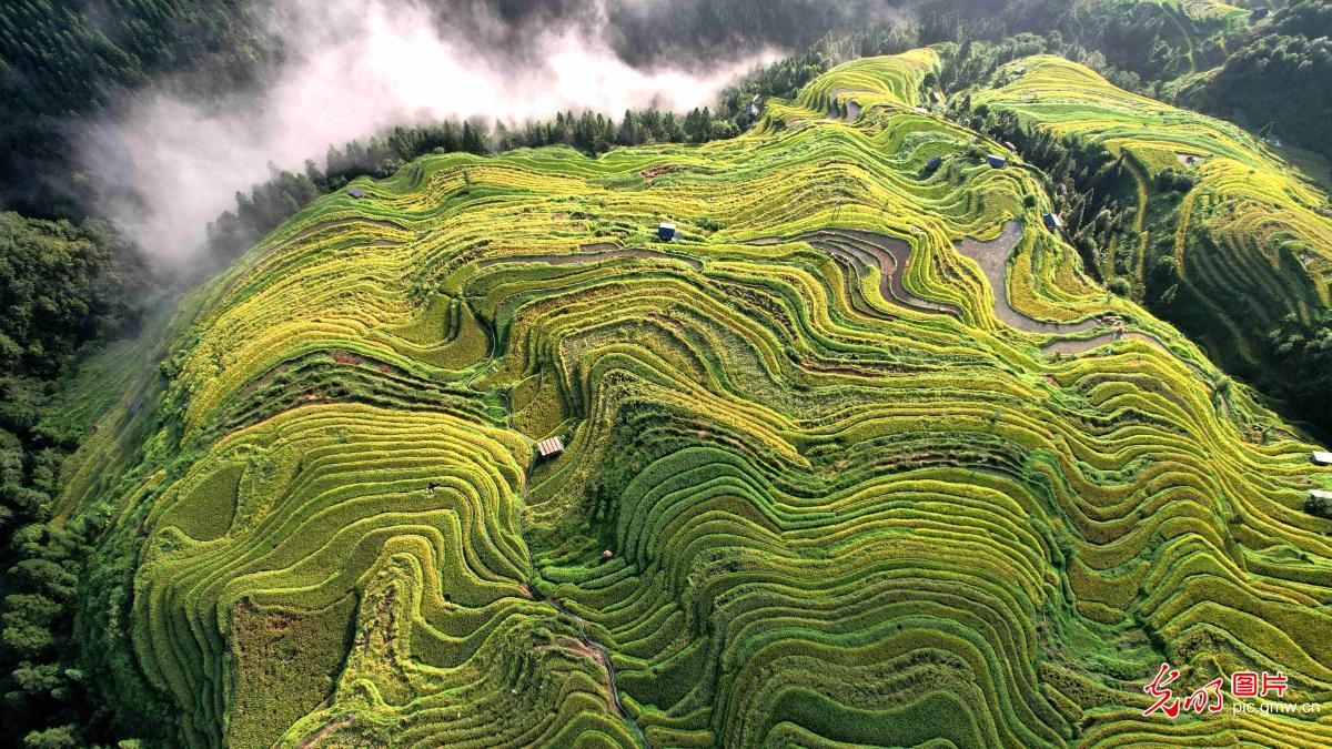 梯田铺金 秋景如画