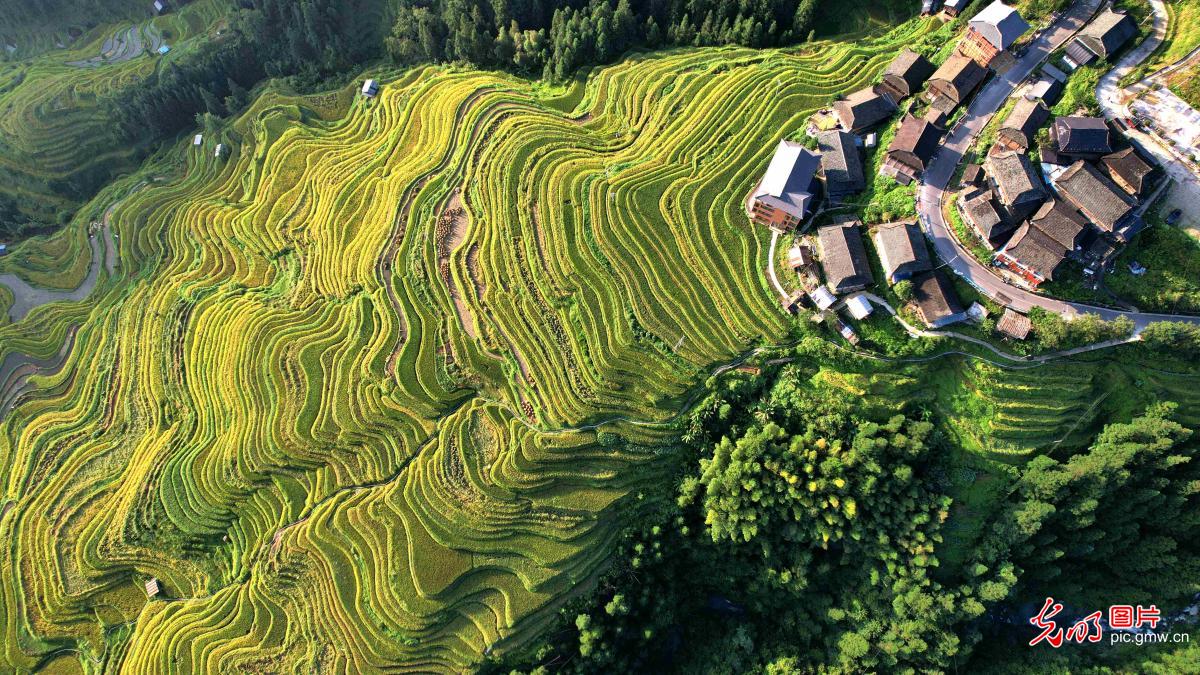 梯田铺金 秋景如画
