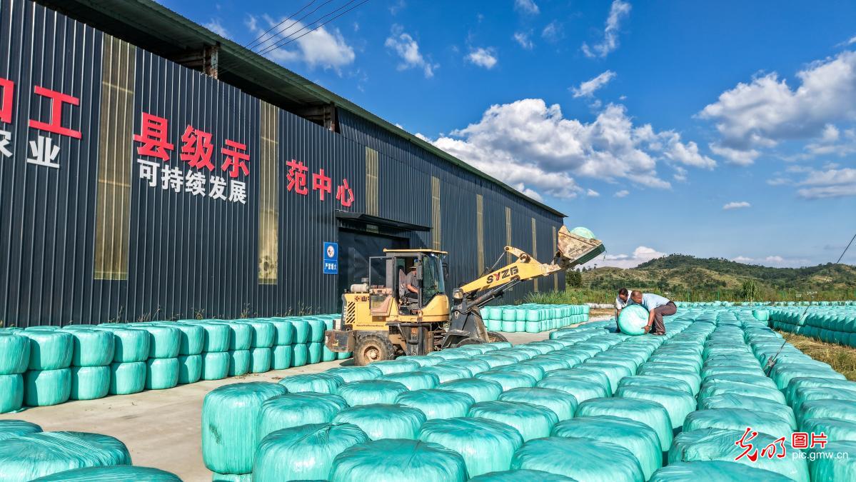 秸秆巧用促增收