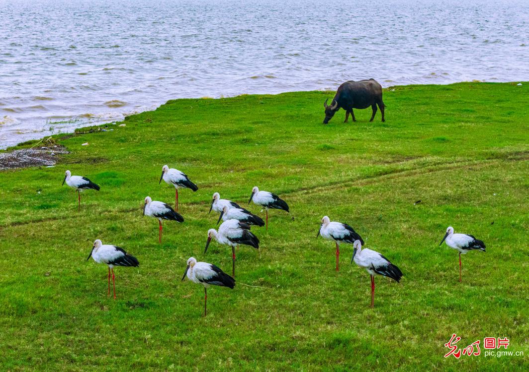 鹳舞湿地绘就生态画卷 鹳舞湿地绘就生态画卷