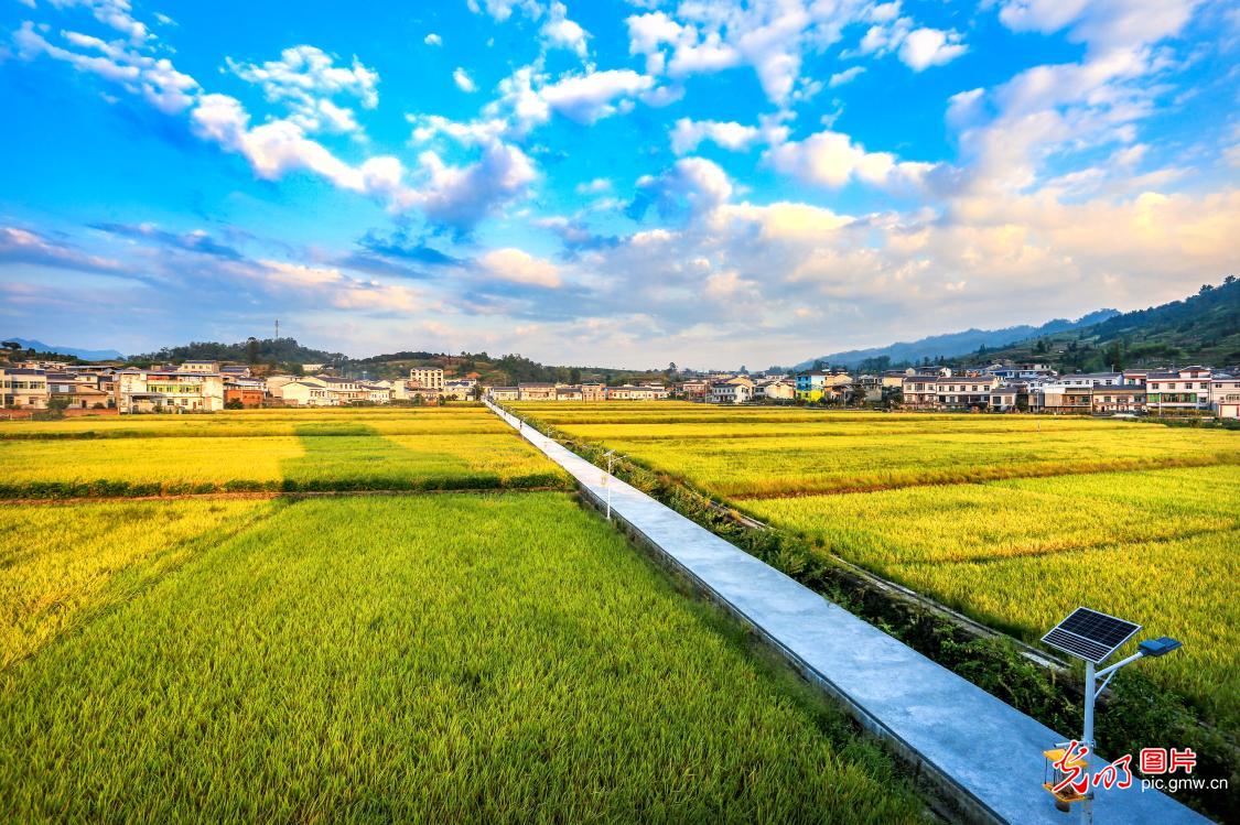 稻穗铺金浪 田园展丰颜