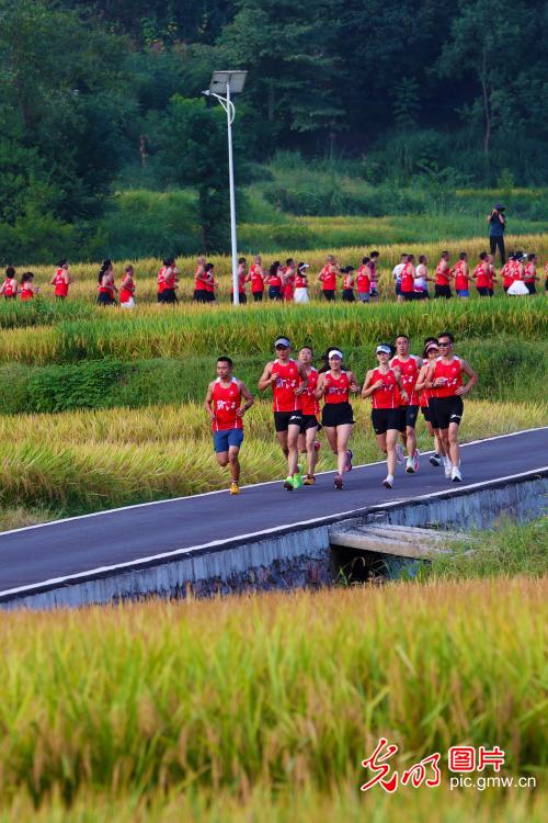 稻田村跑 拥抱金秋 稻田村跑 拥抱金秋