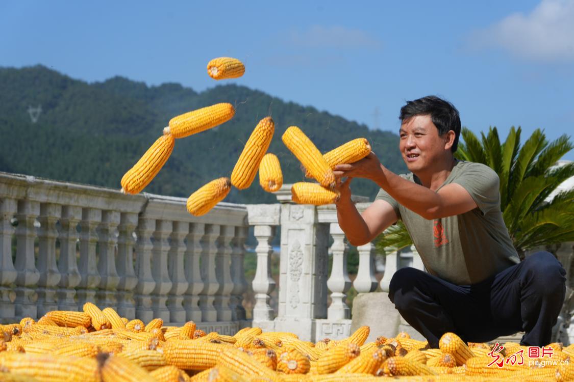 金秋白露到 采收正当时