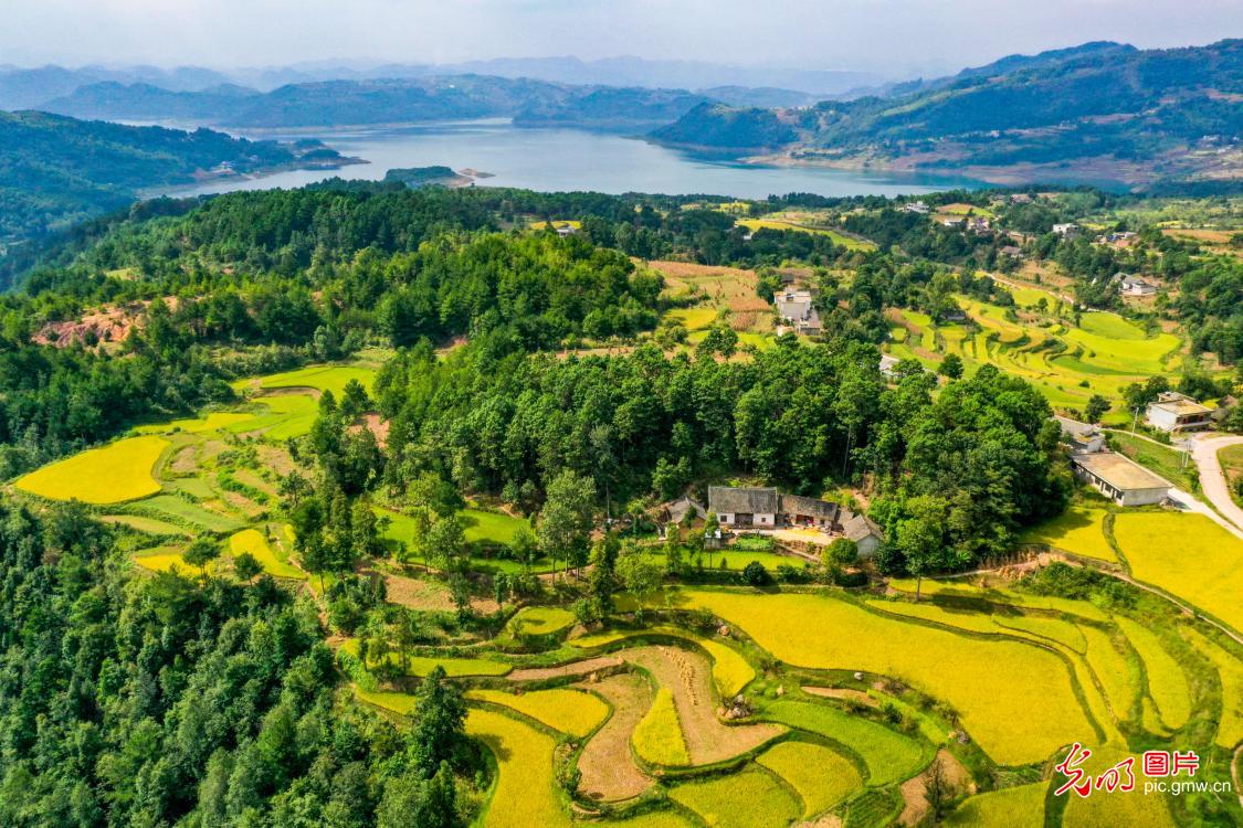 高山梯田金秋染金