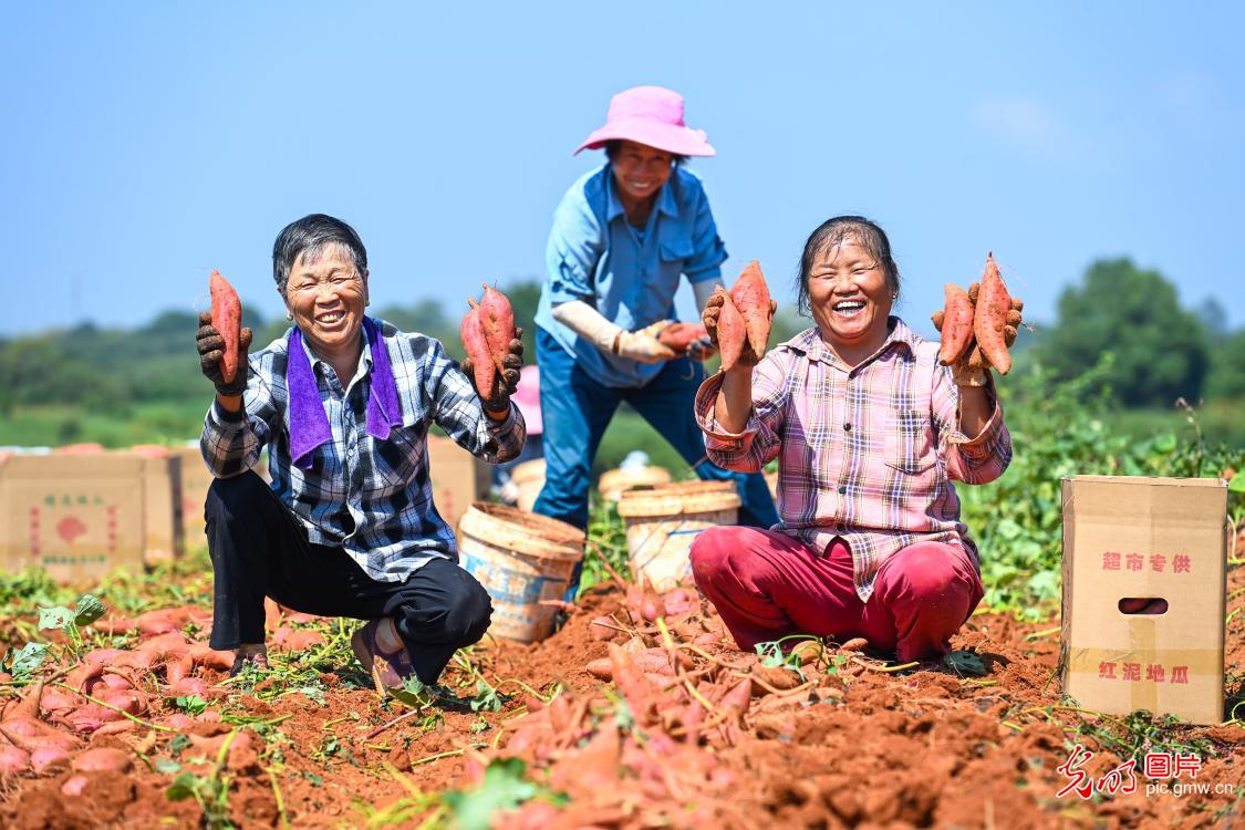 丰收时节 看田野里藏不住的笑脸 丰收时节 看田野里藏不住的笑脸