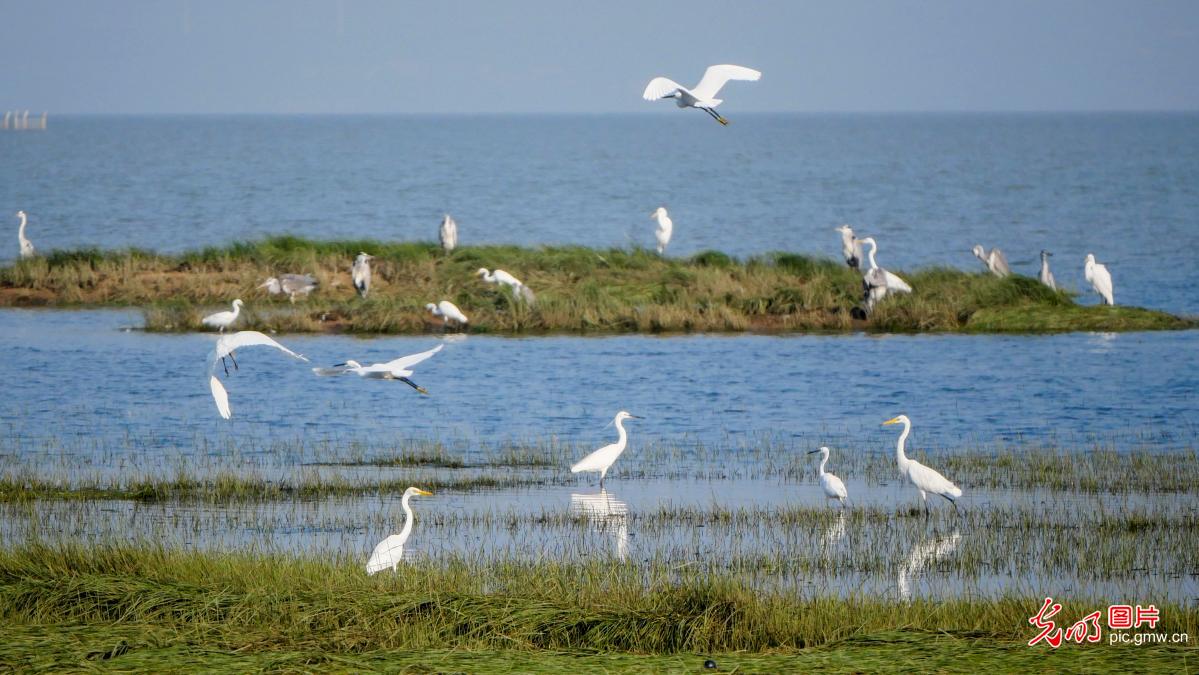 鄱阳湖湿地秋景如画