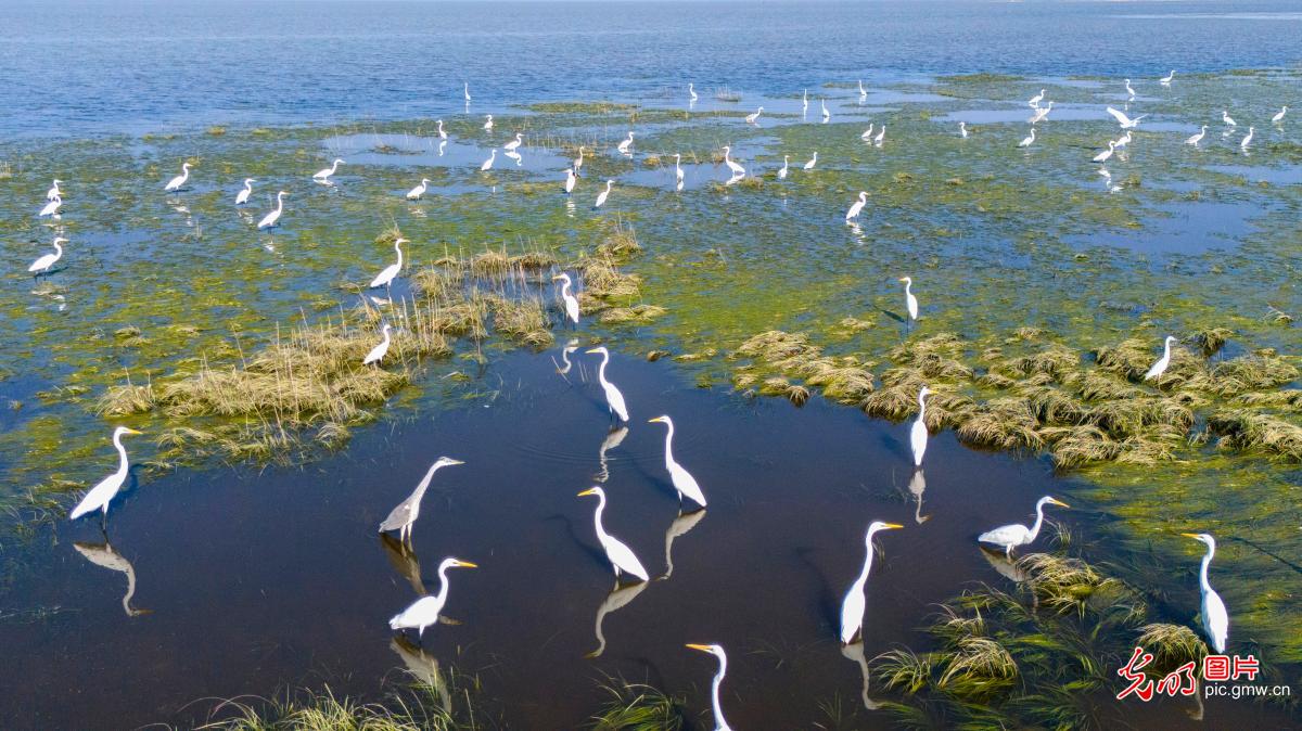 鄱阳湖湿地秋景如画