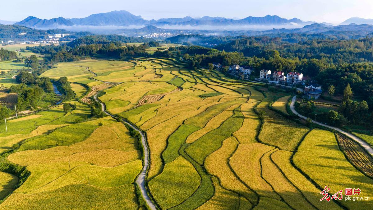 高山梯田染秋色