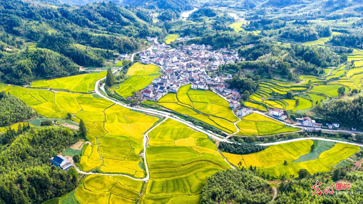 秋日乡村 丰收画卷