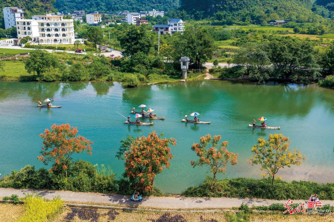 遇龙河栾树花开秋意浓