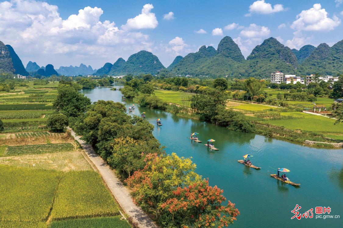 遇龙河栾树花开秋意浓