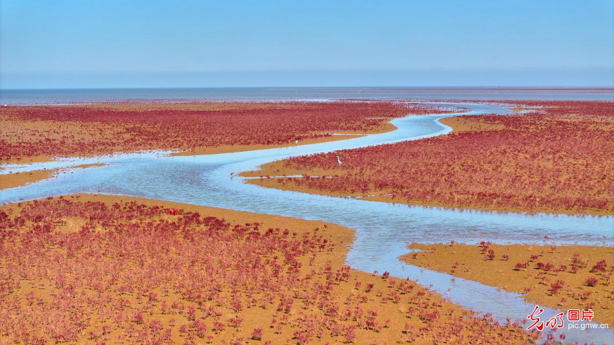 修复盐地碱蓬 黄河三角洲湿地再现“红地毯” 修复盐地碱蓬 黄河三角洲湿地再现“红地毯”
