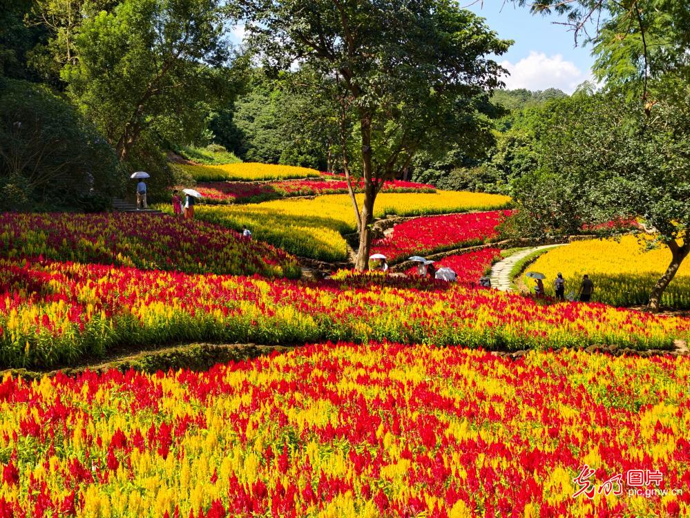 漫步花田 邂逅山野盛景