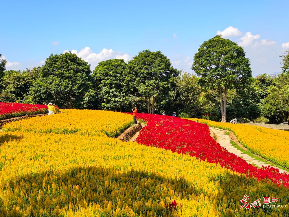 漫步花田 邂逅山野盛景