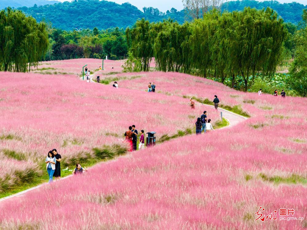 粉黛花海引客来