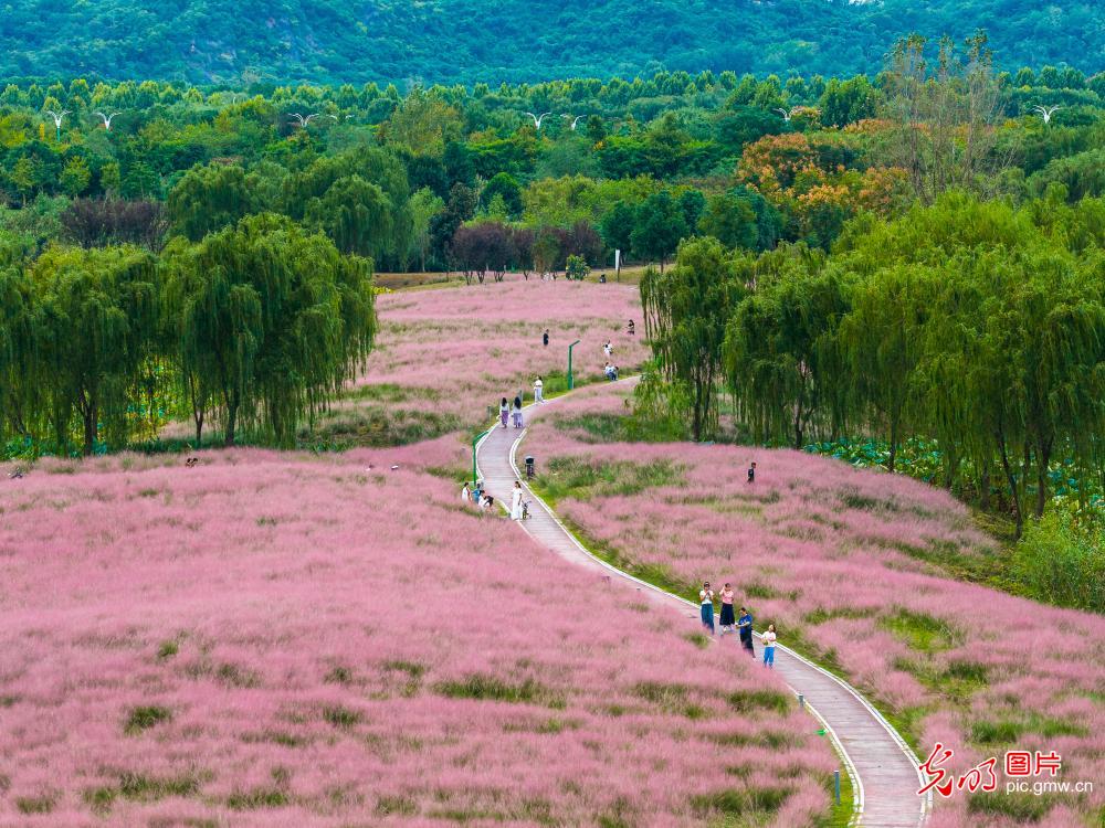 粉黛花海引客来