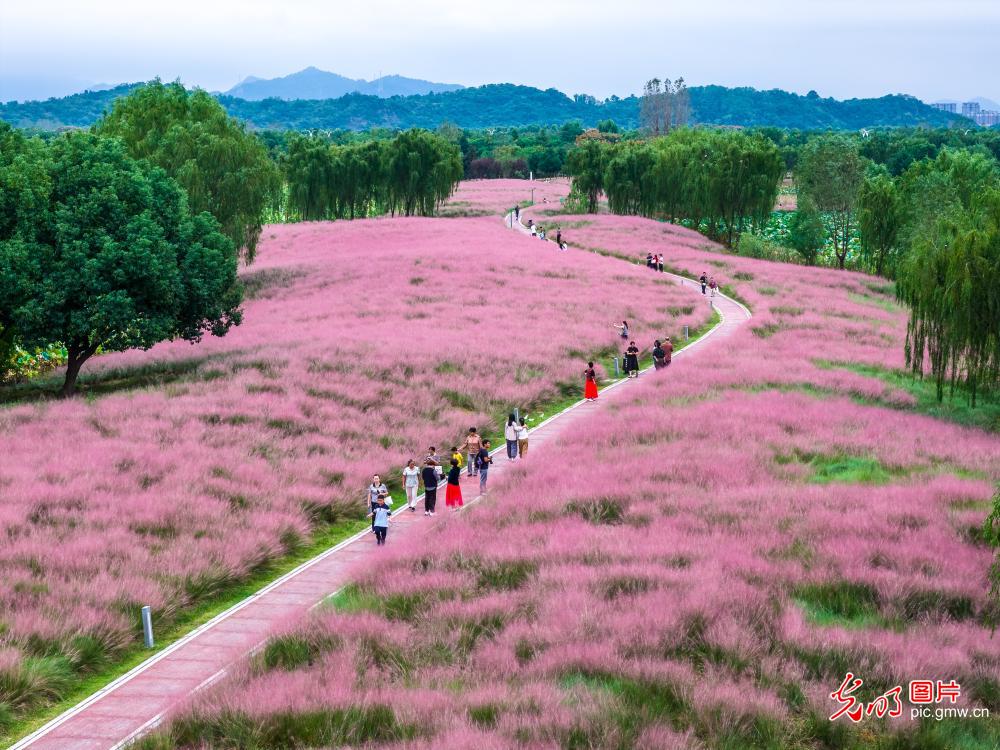 粉黛花海引客来