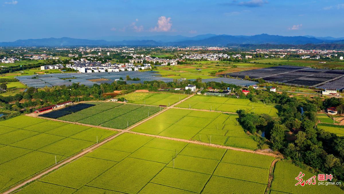 沃野铺展 乡野含韵