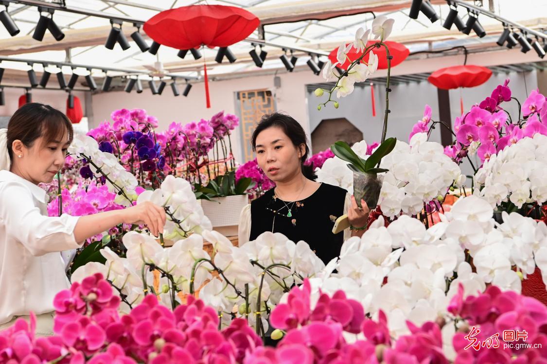 国庆假期花卉市场购销旺