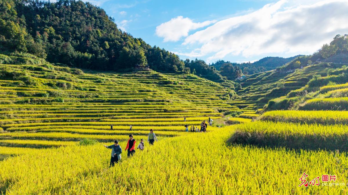 高山梯田引客来