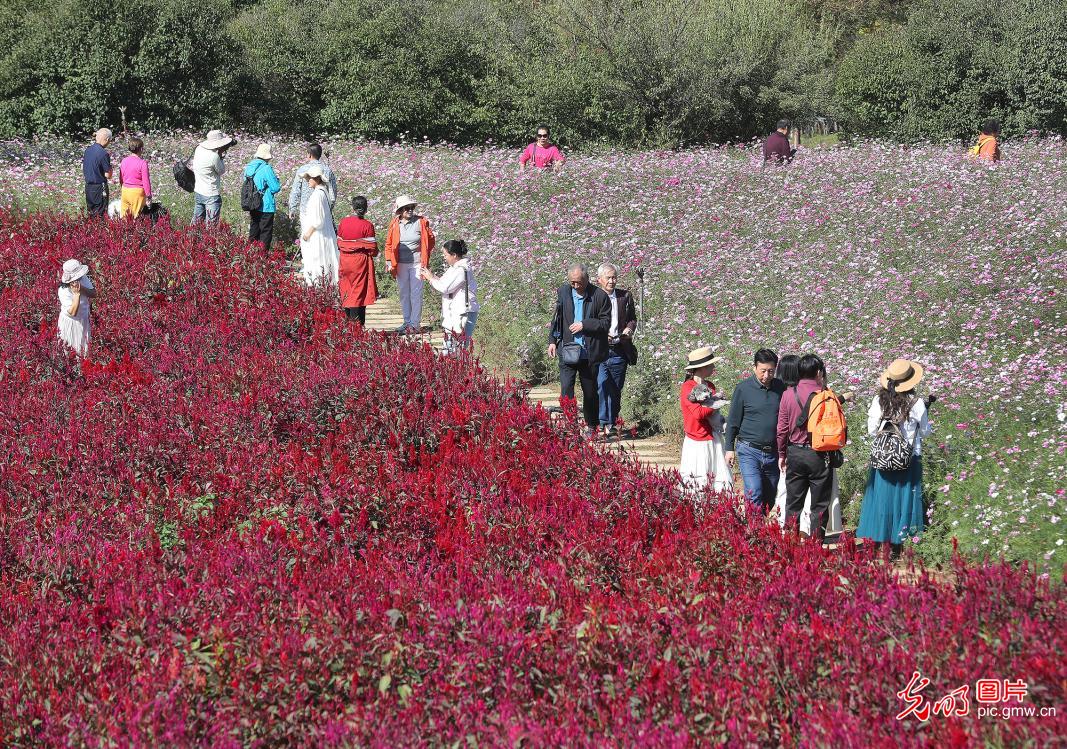 金秋花海迎客流 假日赏花经济持续升温 金秋花海迎客流 假日赏花经济持续升温