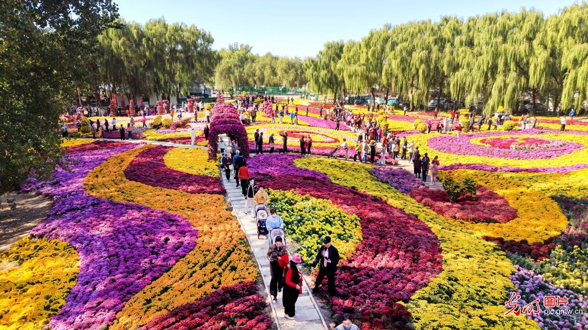 金秋花海迎客流 假日赏花经济持续升温 金秋花海迎客流 假日赏花经济持续升温