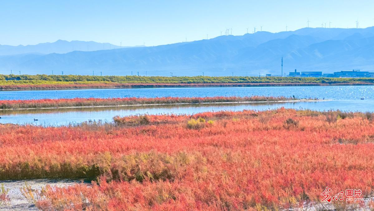 碱蓬草红 湿地披霞